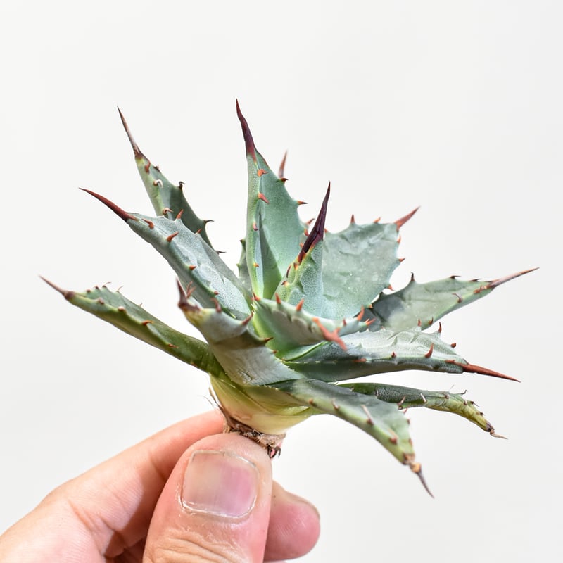 アガベ hybrid イシスメンシス×エボリスピナ/甲蟹X妖炎 【台湾