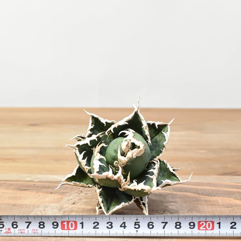 アガベ チタノタ 