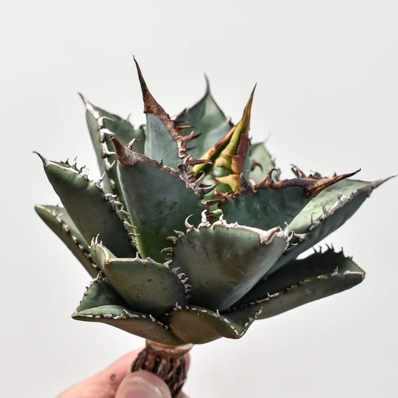 アガベ チタノタ 海王 極上株 リヴァイアサン アガベ チタノタ 海王