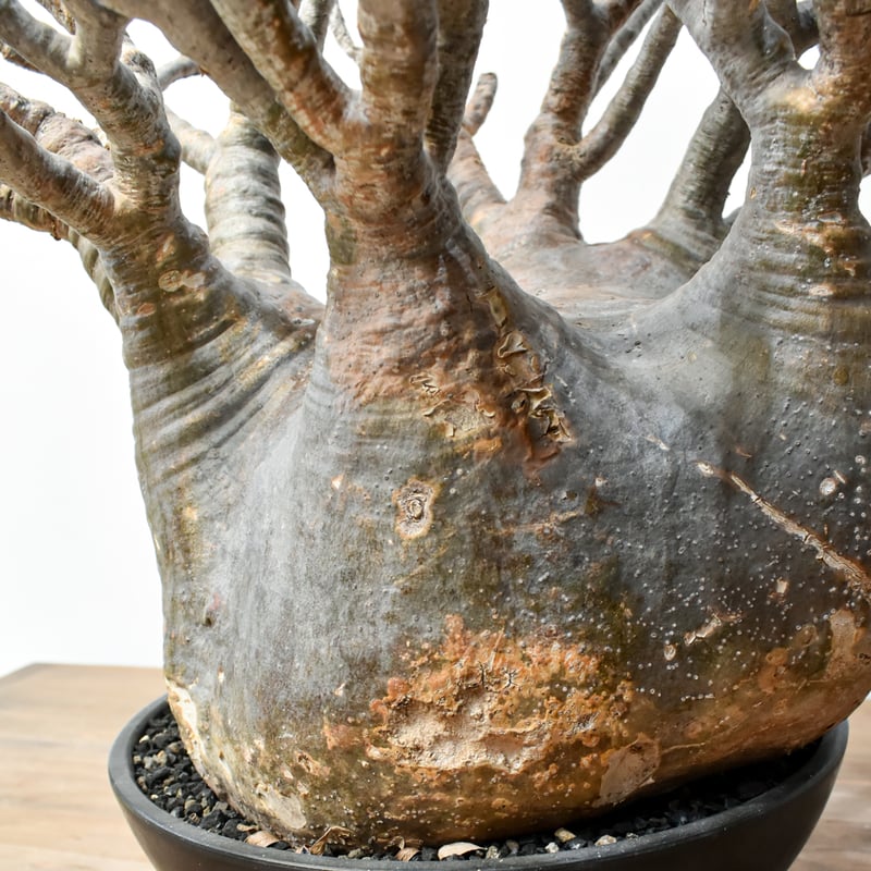 RAFLUMコレクション】パキポディウム グラキリス 