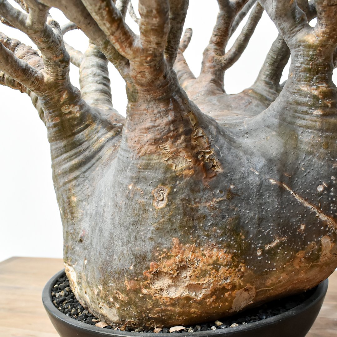 RAFLUMコレクション】パキポディウム グラキリス 