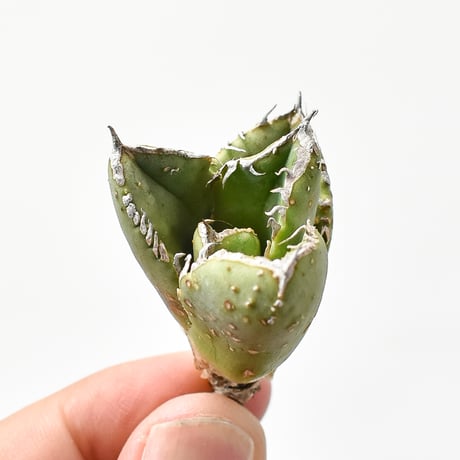 アガベ チタノタ 麻花龍  【台湾 berlin産/子株/抜き苗】G BE2402606(T)