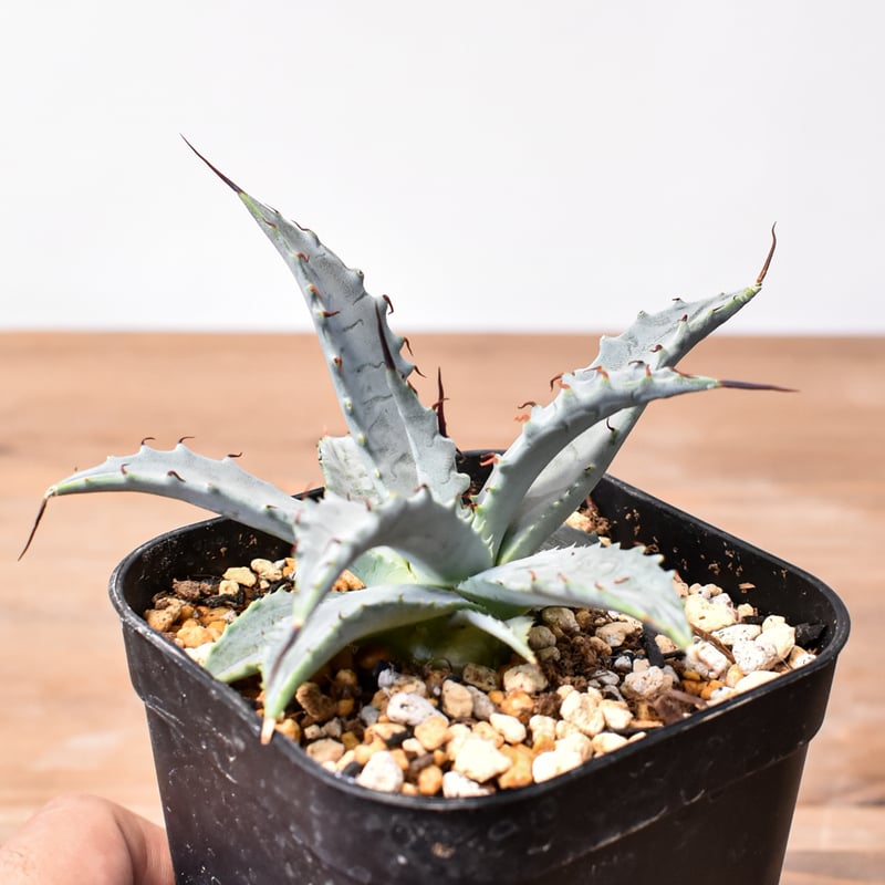 アガベ ハイブリット 雷帝×妖炎(イシスメンシス×ユタエンシス) 【台湾