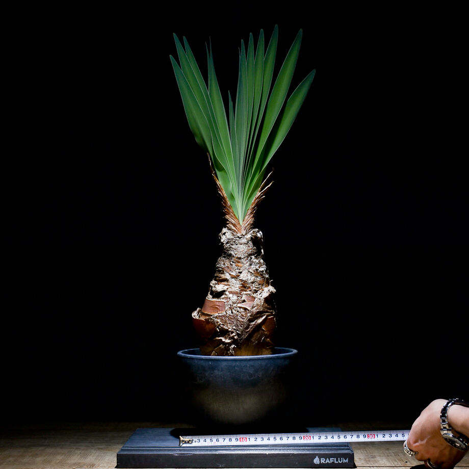 【発根済み】【夏型】ブーファン•ディスティチャ fit=scale-down,w=1200