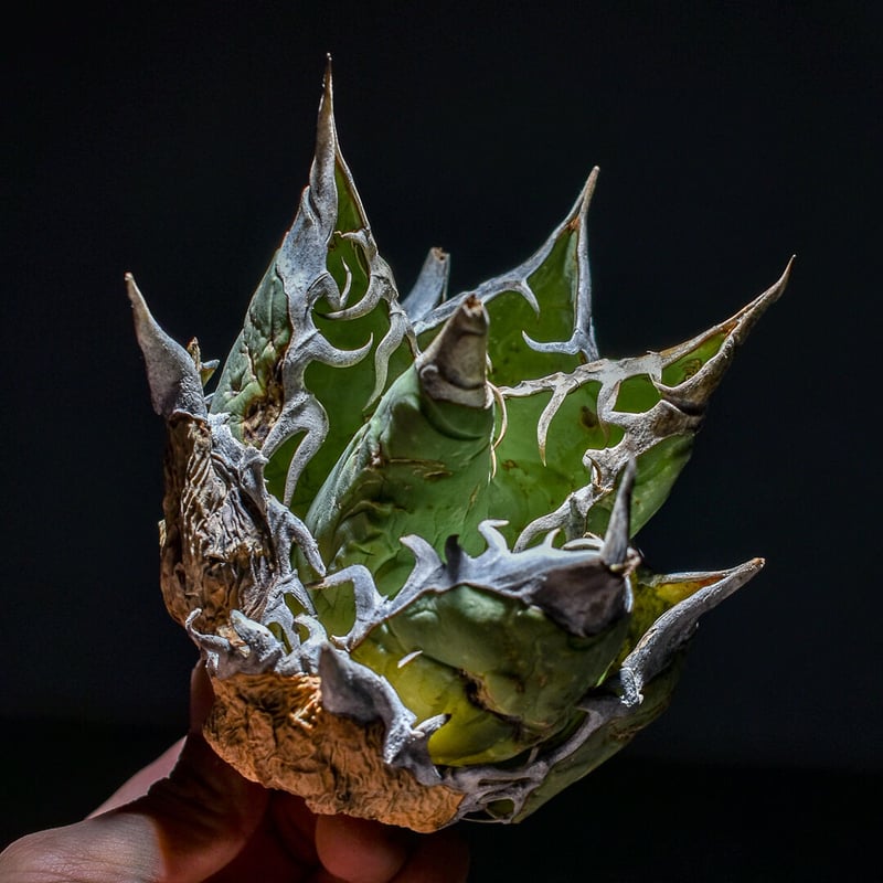 アガベ オアハカ 