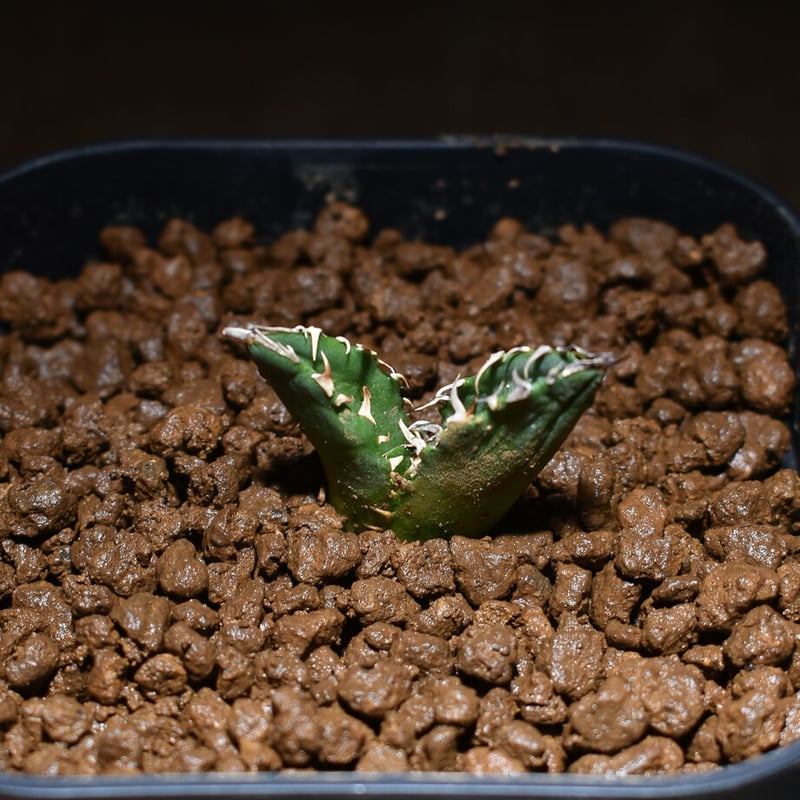 アガベ チタノタ 