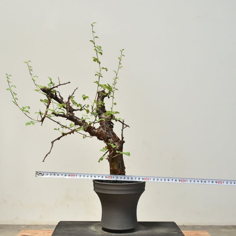 コミフォラ ボラネンシス （発根済み）RF230777(T) | RAFLUM