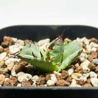 ユーフォルビア クラビゲラ 