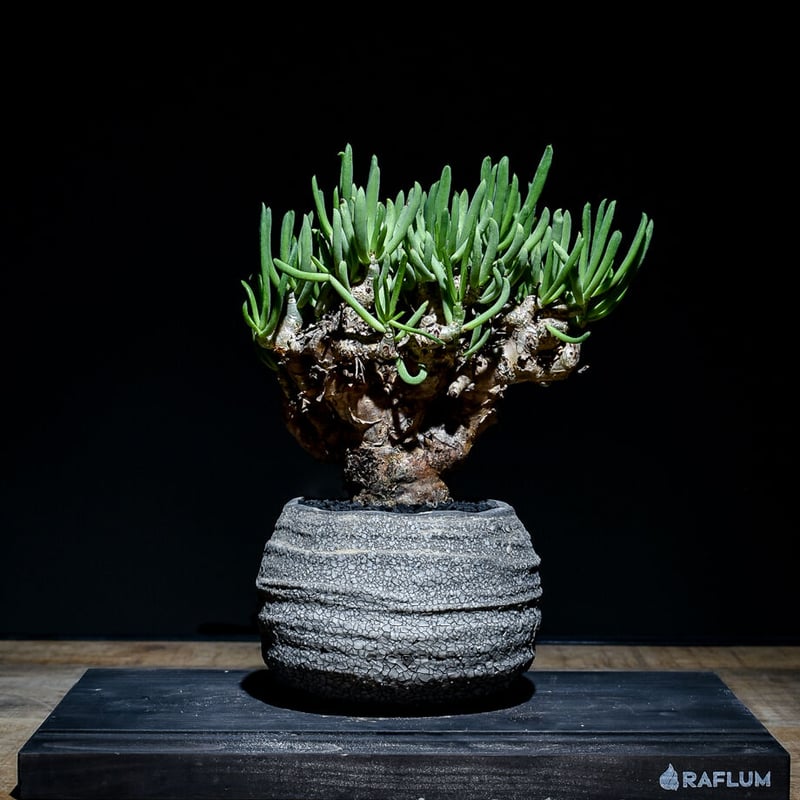 チレコドン レティキュラータス 万物想 特大株 現地球 発根済み