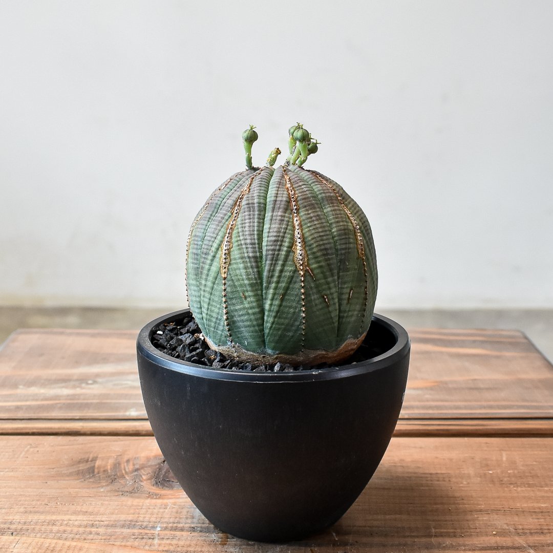 さ*た様 ユーフォルビア　オベサ 楽天市場】ユーフォルビア オベサ 4号 セメント鉢 種類 苗 多肉