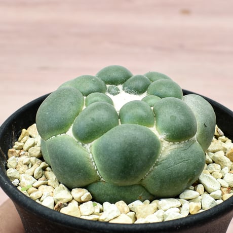 コリファンタ 刺無象牙丸 【カキ仔】RFHK-301