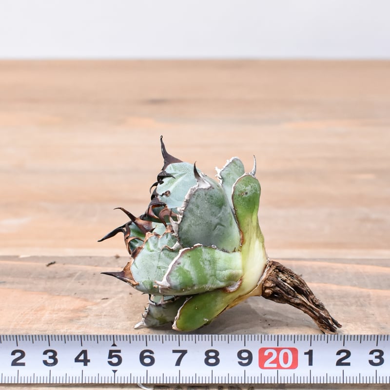 TAENIA RARE タエニア　レア カリフォリニア産】アガベ チタノタ ブラックアンドブルー