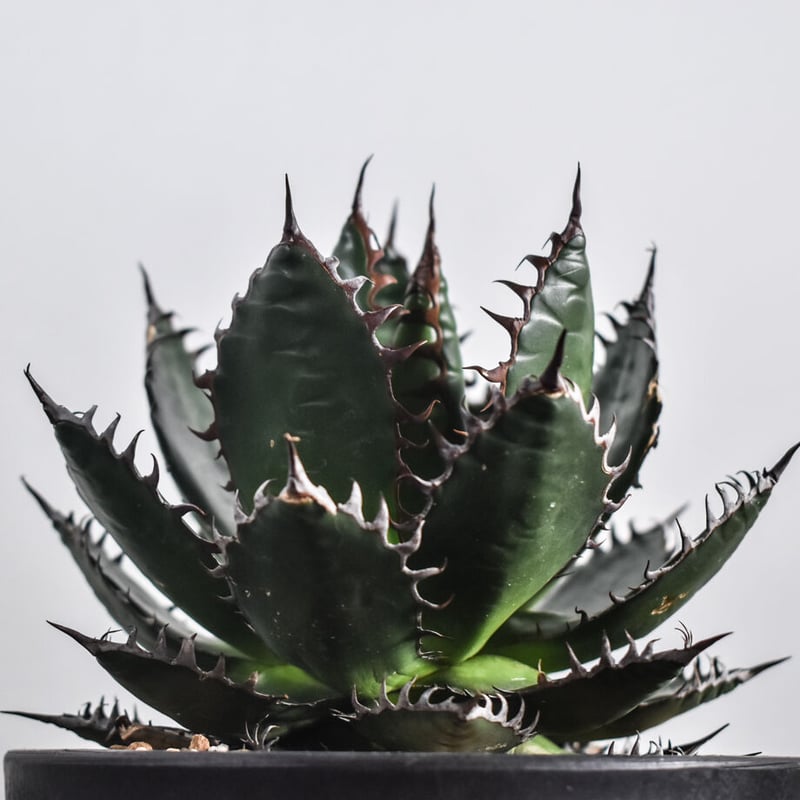 早い者勝ち！ワイドリーフのスペシャル株！数少ない貴重な大人気株の良