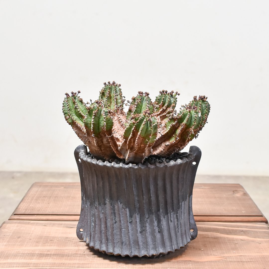 イタリア輸入 特大 ユーフォルビア ホリダ