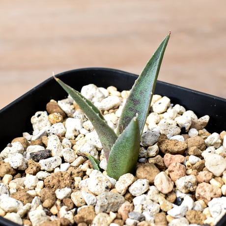 アガベ ハイブリット "邪霊" (特白肌怒雷神×血妖) 【台湾botanical_seeker産】RF25012013