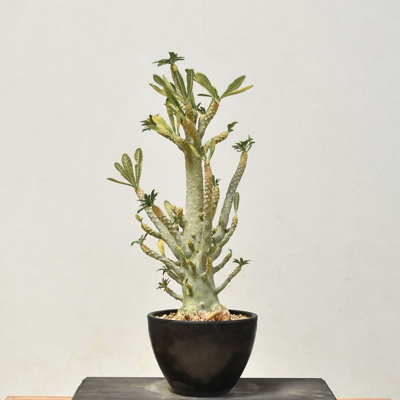 ドルステニア ギガス（発根済み）RF231445(T) | RAFLUM