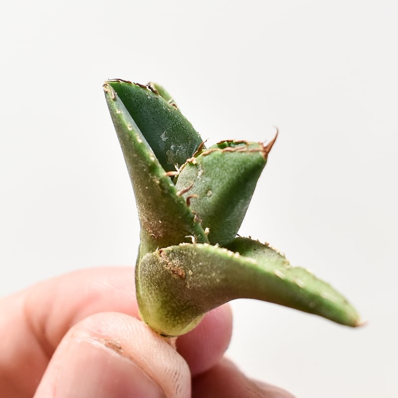 アガべ チタノタ 