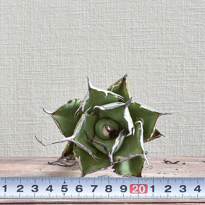 アガベ　蠻牛　バンギュウ　Berlin産 アガベ チタノタ 