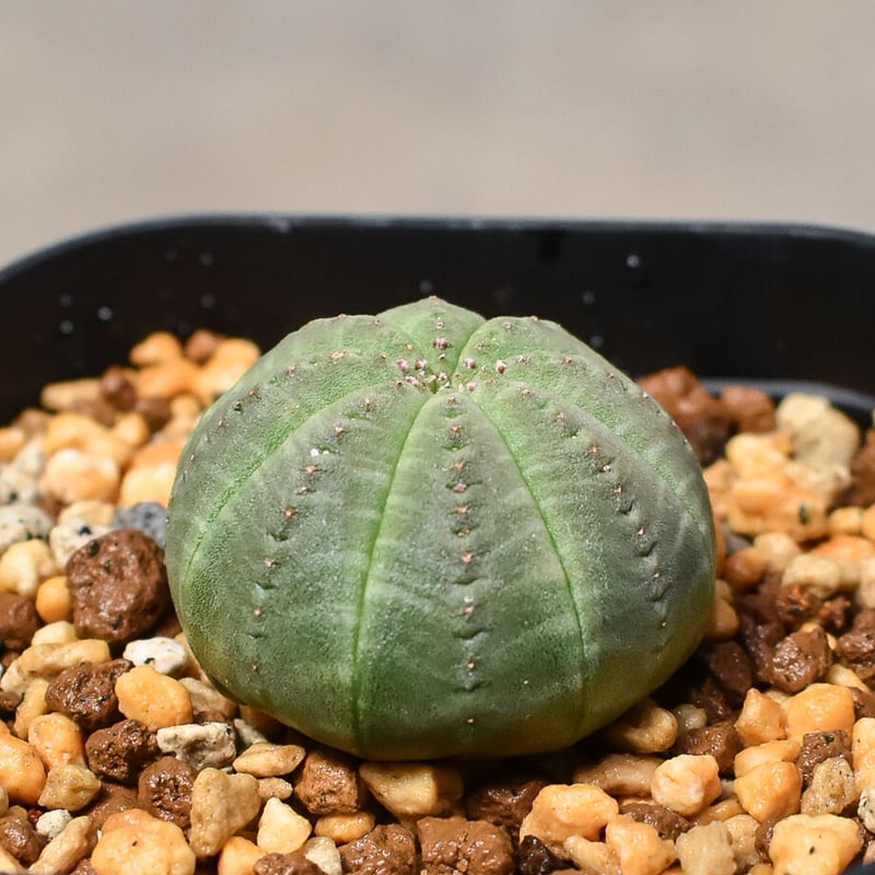 【Natural】ユーフォルビアオベサ実生　E F バリダB Natural】ユーフォルビアオベサ実生 E F バリダB Euphorbia