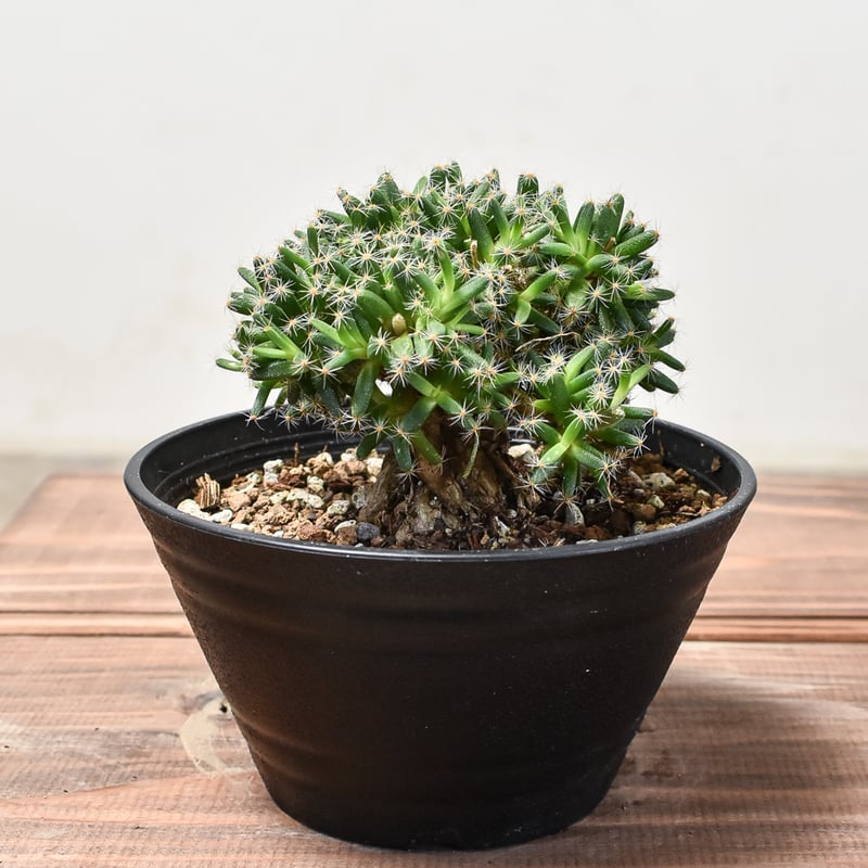 トリコディアデマ デンサム 