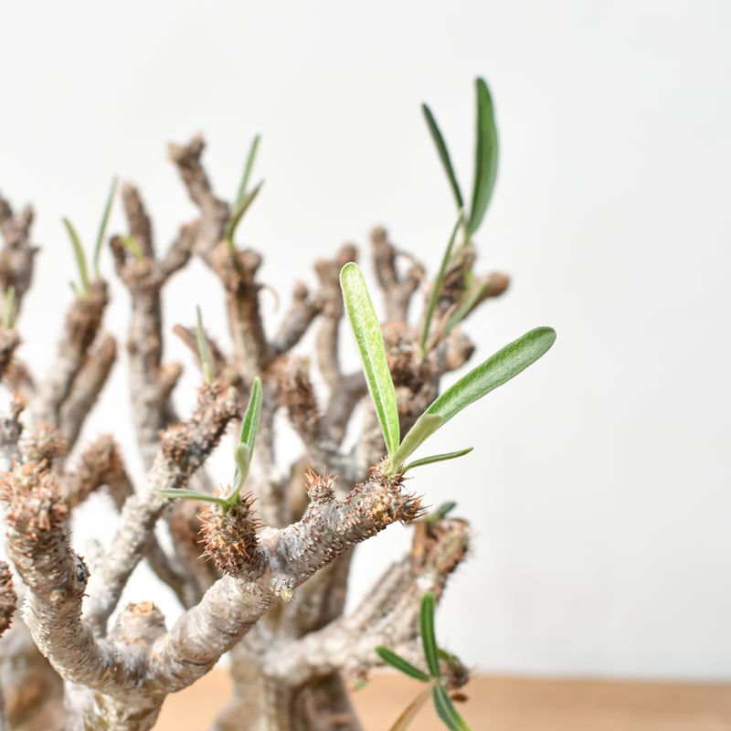 RAFLUMコレクション】パキポディウム グラキリス 