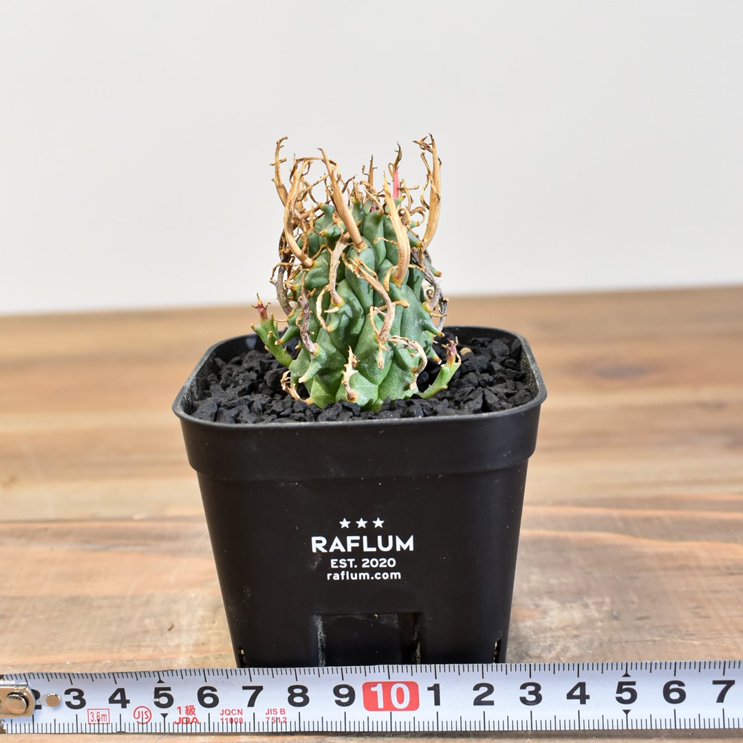 ユーフォルビア スコエンランディ 