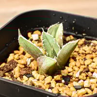 パキポディウム イノピナツム 【 現地球/発根済】B HK2402389(T