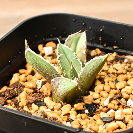 アガベチタノタ麻花龍 | STORES