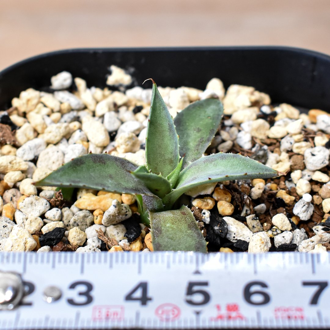 アガベ ハイブリット 