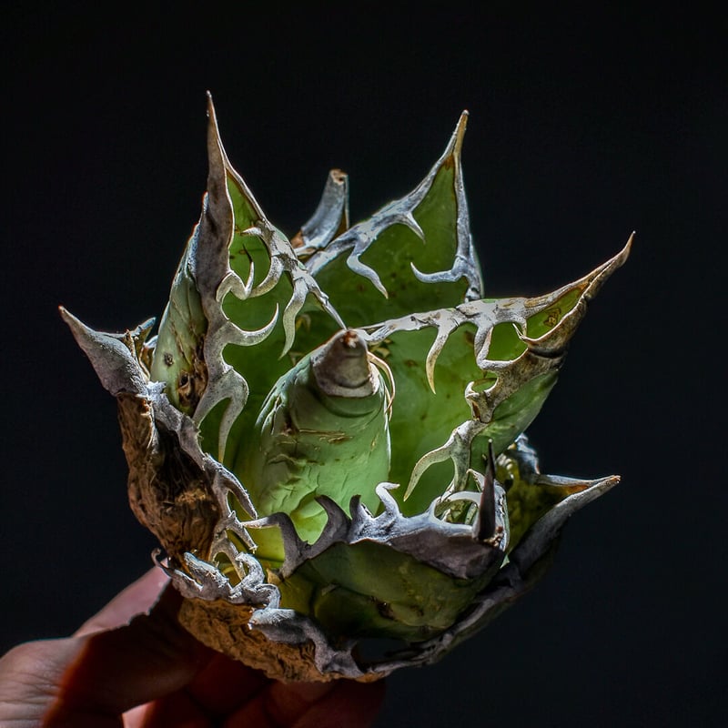 アガベ オアハカ 