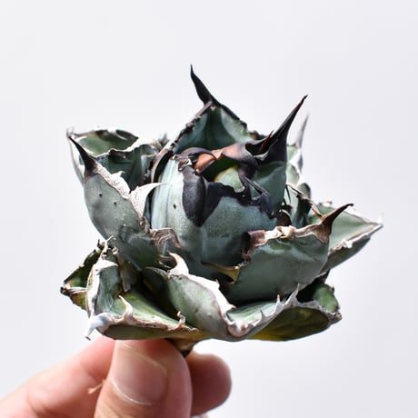 アガベ チタノタ ブラックアンドブルー / BB 精品藍球 【台湾 dragon agave産/中株/抜き苗】RF25011459