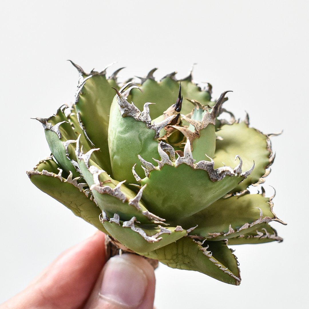 【高騰品種】1 フィリグリー × アメリカンシーザー hyb アガベ チタノタ 高騰品種】1 フィリグリー × アメリカンシーザー hyb アガベ