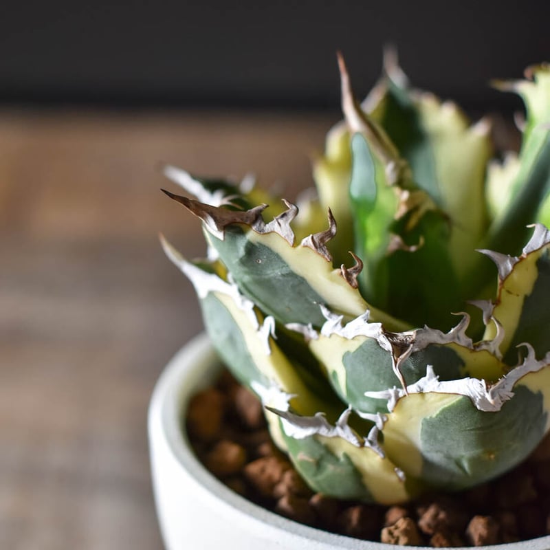 AGAVE TITANOTA スナグルトゥース アガベ Berlin産 良型 【公式