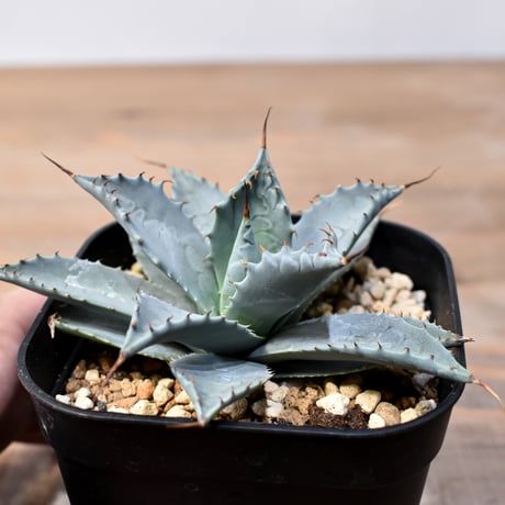 アガベ ハイブリット 日系イシスメンシス×象牙妖炎（陽炎エボリ）【台湾botanical_seeker産】RF25011382