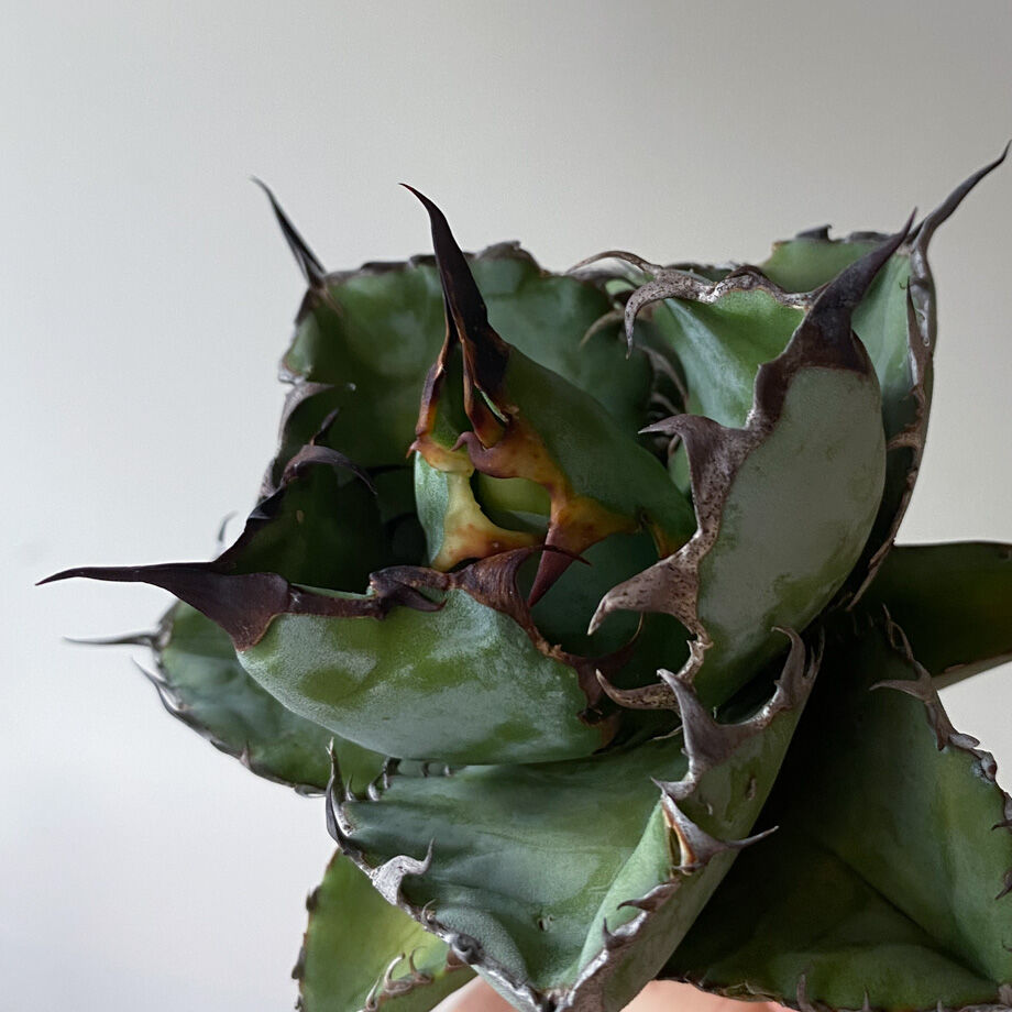 アガベ チタノタ BB BLACK&BLUE 大株 鉢上げしました 抜き苗発送