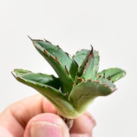 RAFLUMコレクション】アデニア ペチュエリー【現地球/発根済