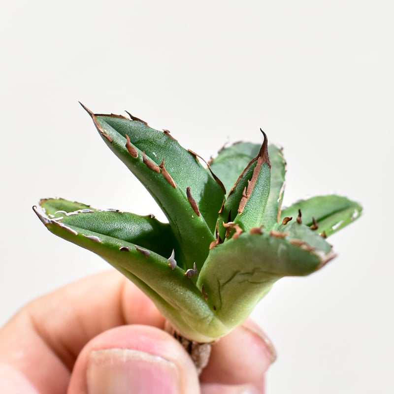 アガベ Dennis ハイブリッド 姬嚴龍x笹之雪 【台湾DENNIS産/抜き苗