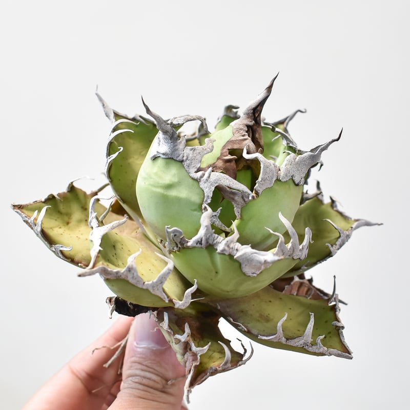 アガベ チタノタ シーザー / 