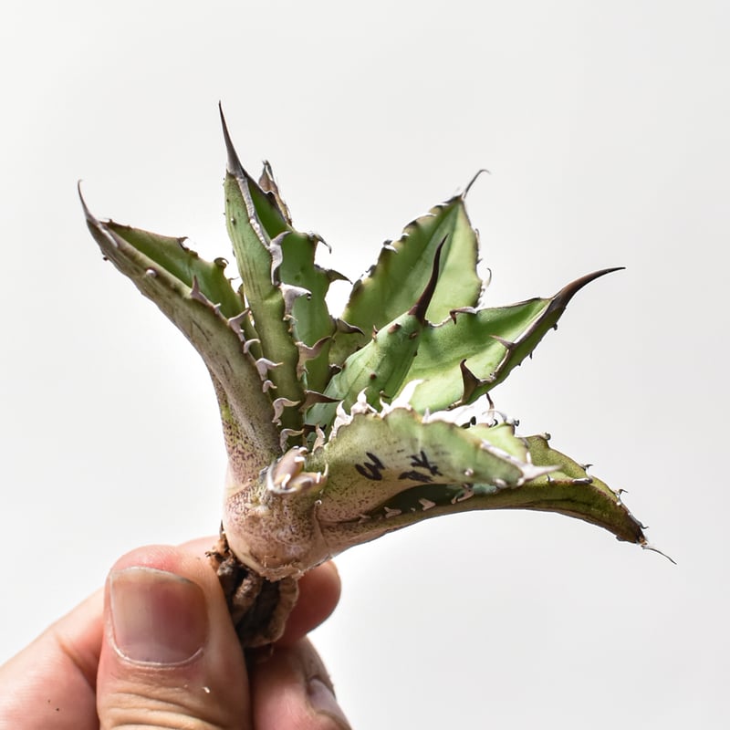 アガベ ハイブリット 