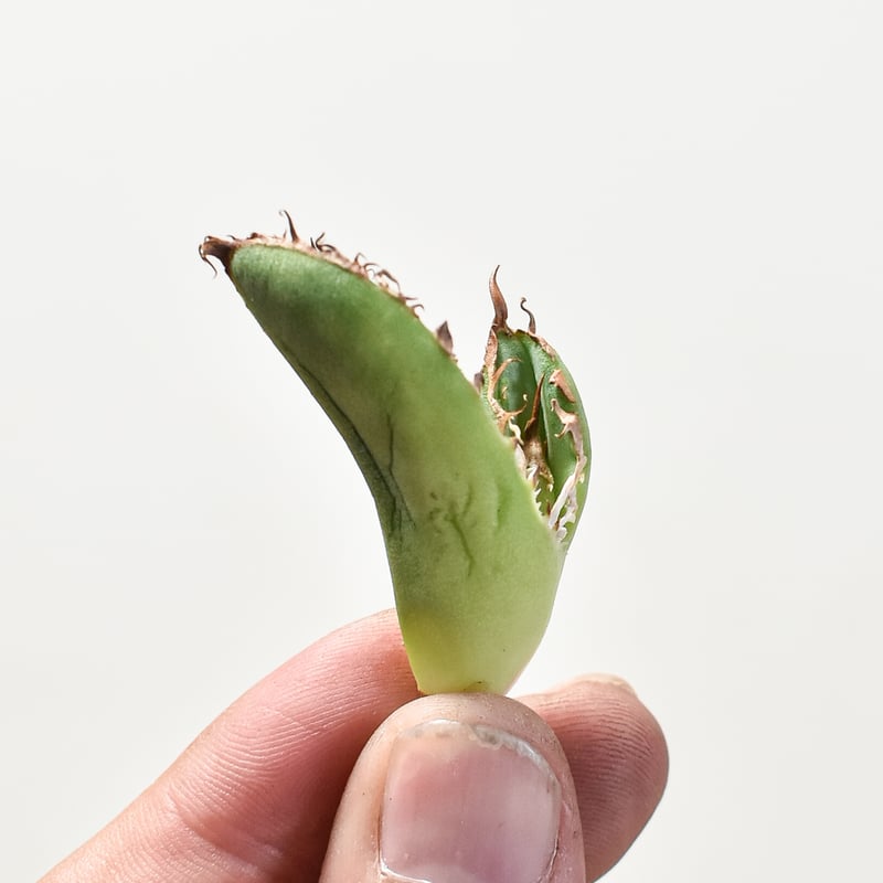 アガベ チタノタ 