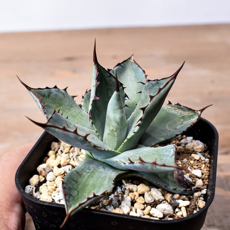 アガベ ハイブリット （パラサナ、イシスメンシス）× 曙光【台湾botanical_seeker産】G RF25011567