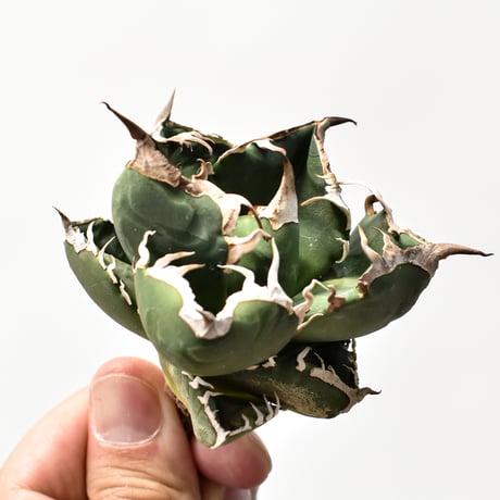アガベ チタノタ 精品南アフリカダイヤモンド  "精品SAD" 【台湾 dragon agave産/中株/抜き苗】D RF25011912