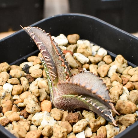 【RAFLUM育成株 5個セット】アガベ Mexico oteroi seeding / オテロイ実生 メキシコ産  【RAFLUM産/実生/子株】G