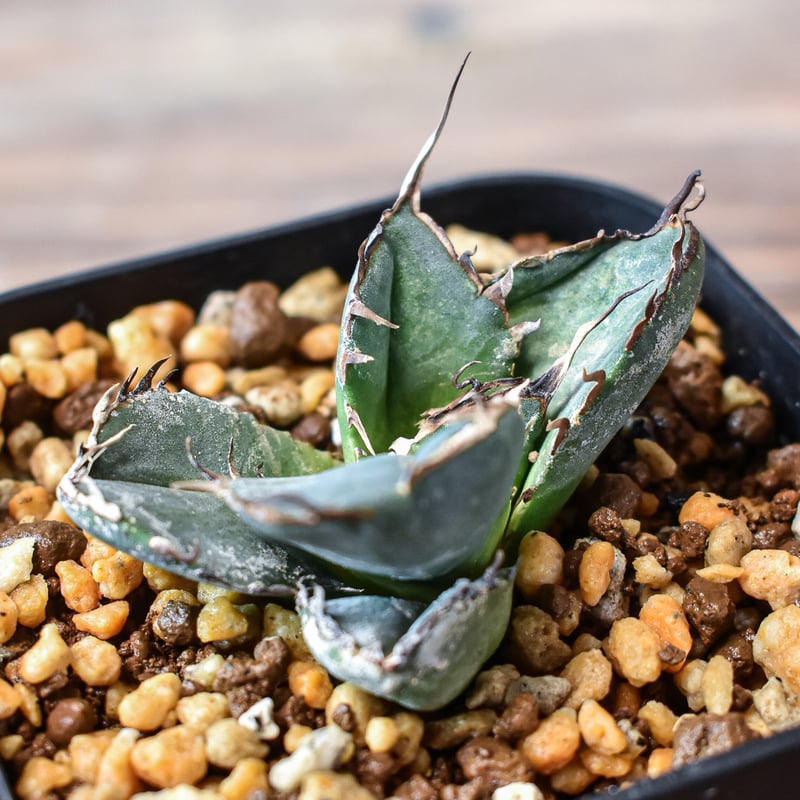 アガベ チタノタ 