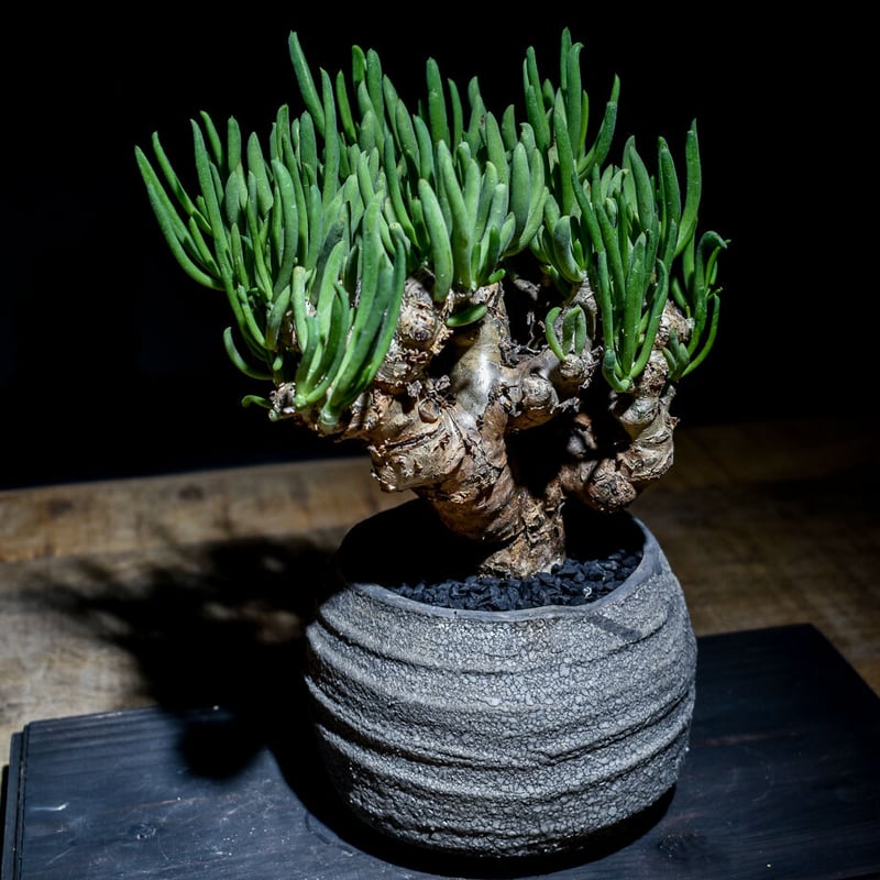 チレコドン レティキュラーツス 