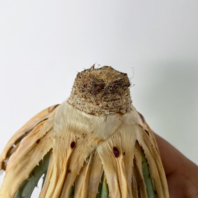 陽炎】アガベ ユタエンシス エボリスピナ （抜き苗販売）RF22903