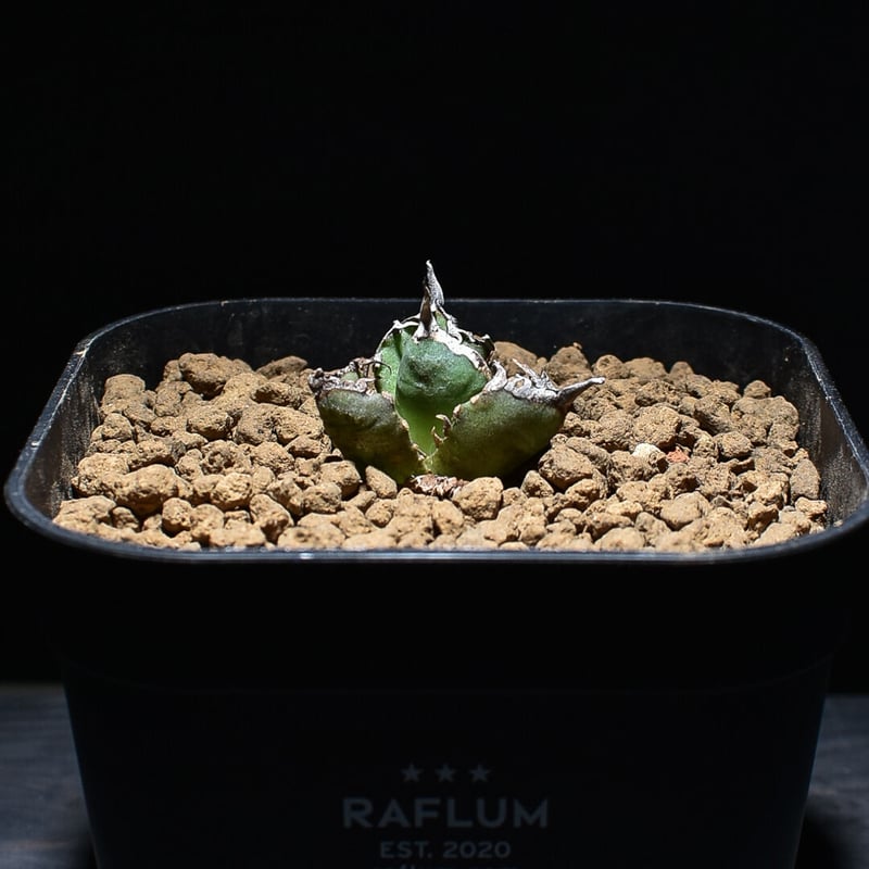 アガベ チタノタ 