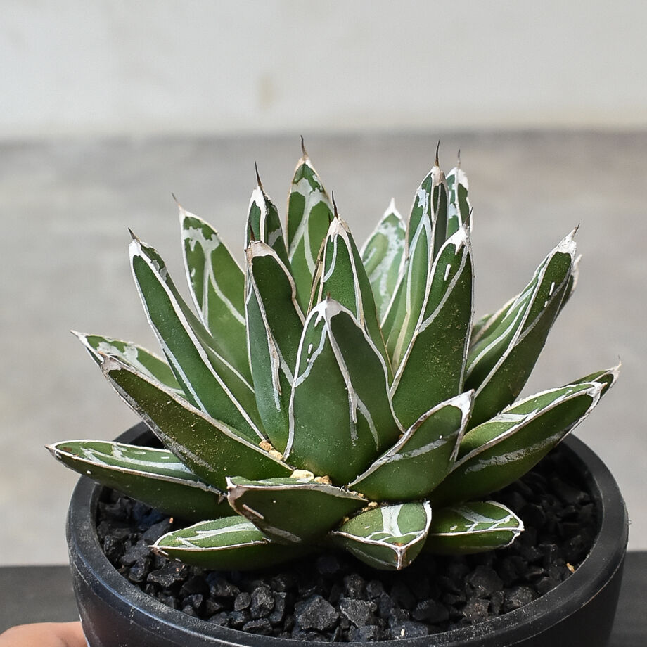 アガベ ビクトリアレジーナ 