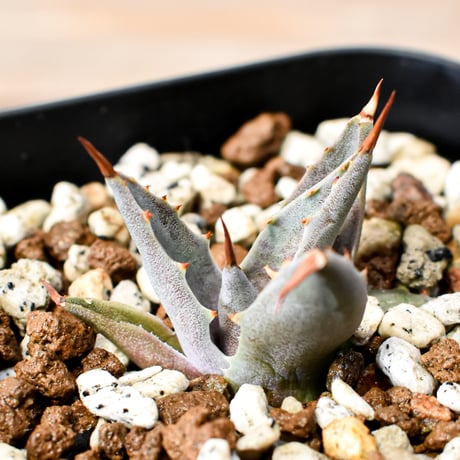 アガベ ハイブリット "邪霊" (特白肌怒雷神×血妖) 【台湾huplants2010産/子株販売】RF25012127