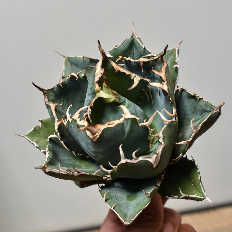 アガベ チタノタ 